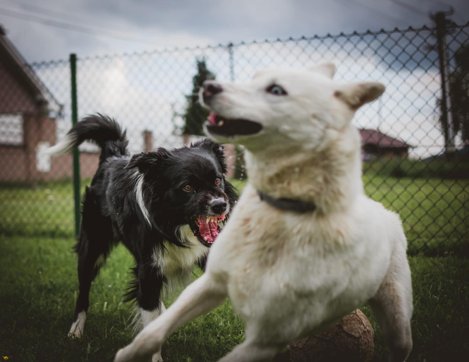 Massachusetts Dog Bite Injury Lawyer - Scalli Murphy Law | Everett, MA